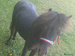Shetland pony horses for sale: Marler (yes after Joe Marler ) - Advert 1