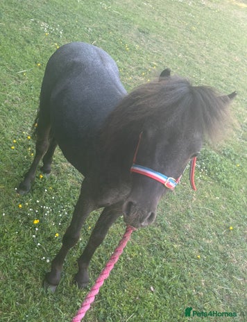 Shetland pony horses Marler (yes after Joe Marler ) - Advert 1