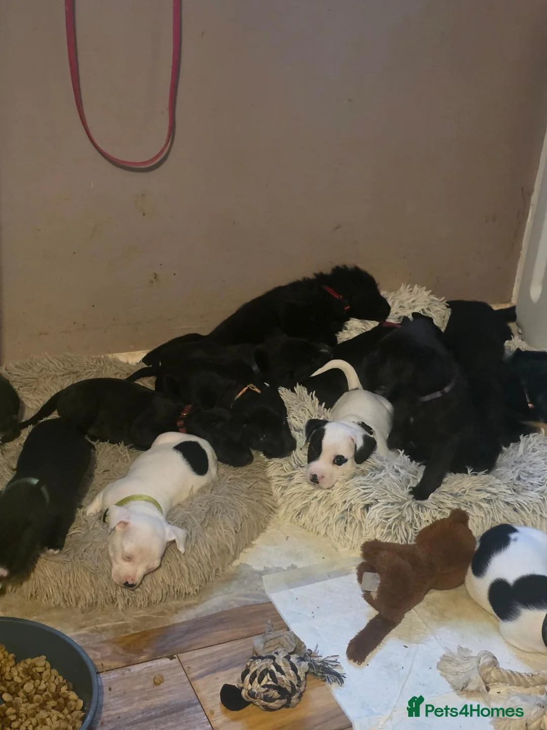 Mixed Breed dogs for sale: Whippet cross fenchie x pat qourter sausage - Advert 2