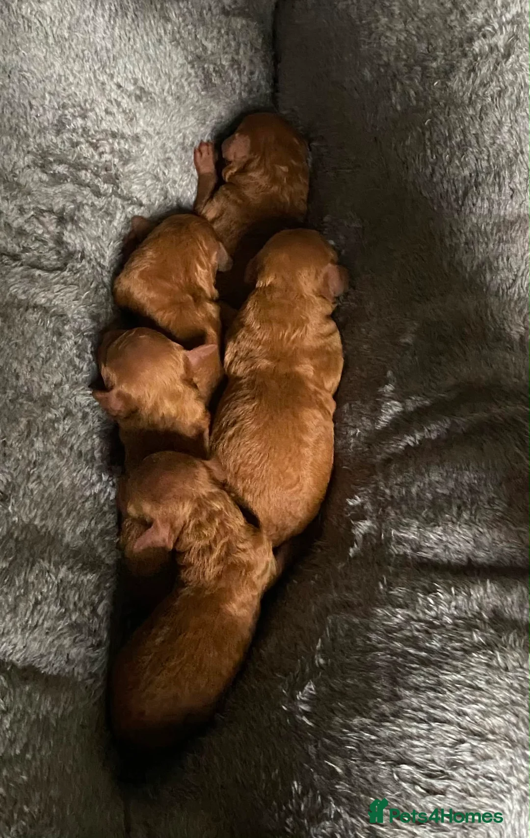 Miniature Poodle dogs for sale: Miniature poodle boys, ready to leave  - Advert 2