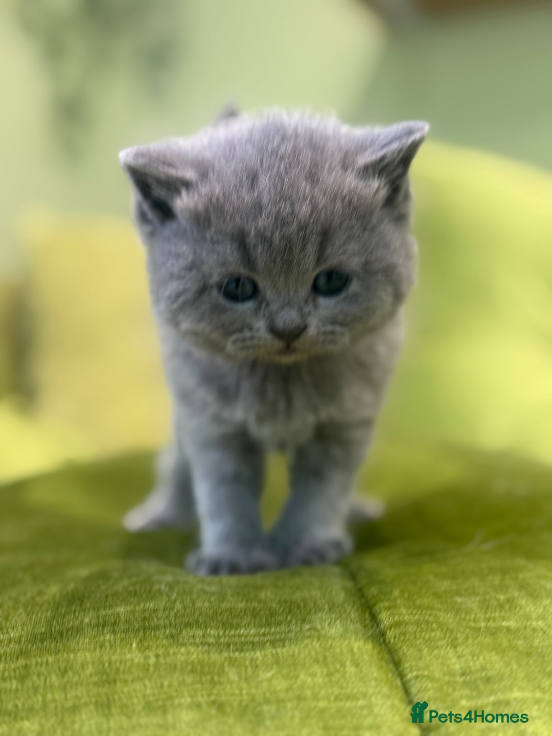 Scottish Fold cats for sale: Scottish straights  - Image 3
