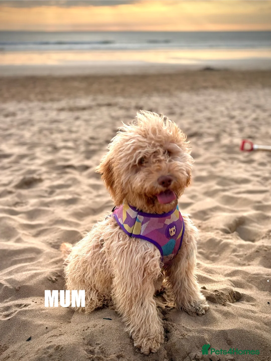 Cockapoo dogs for sale: 🐶8 Beautiful Cockapoo puppies🐶 - Advert 2