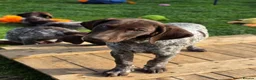 German Shorthaired Pointer dogs for sale: Last two remaining... in York - Advert 2
