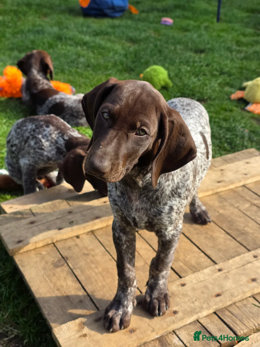 German Shorthaired Pointer dogs for sale: Last two remaining... in York - Advert 2