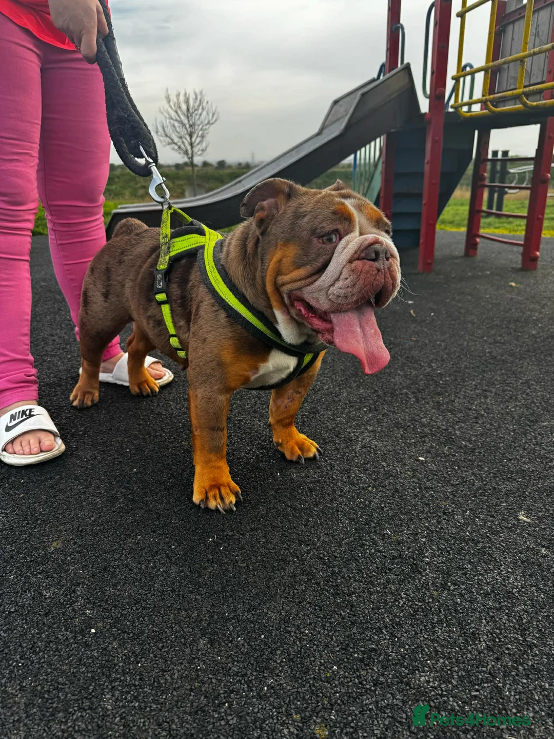 English Bulldog dogs for sale: Chocolate Merle girl - Advert 6