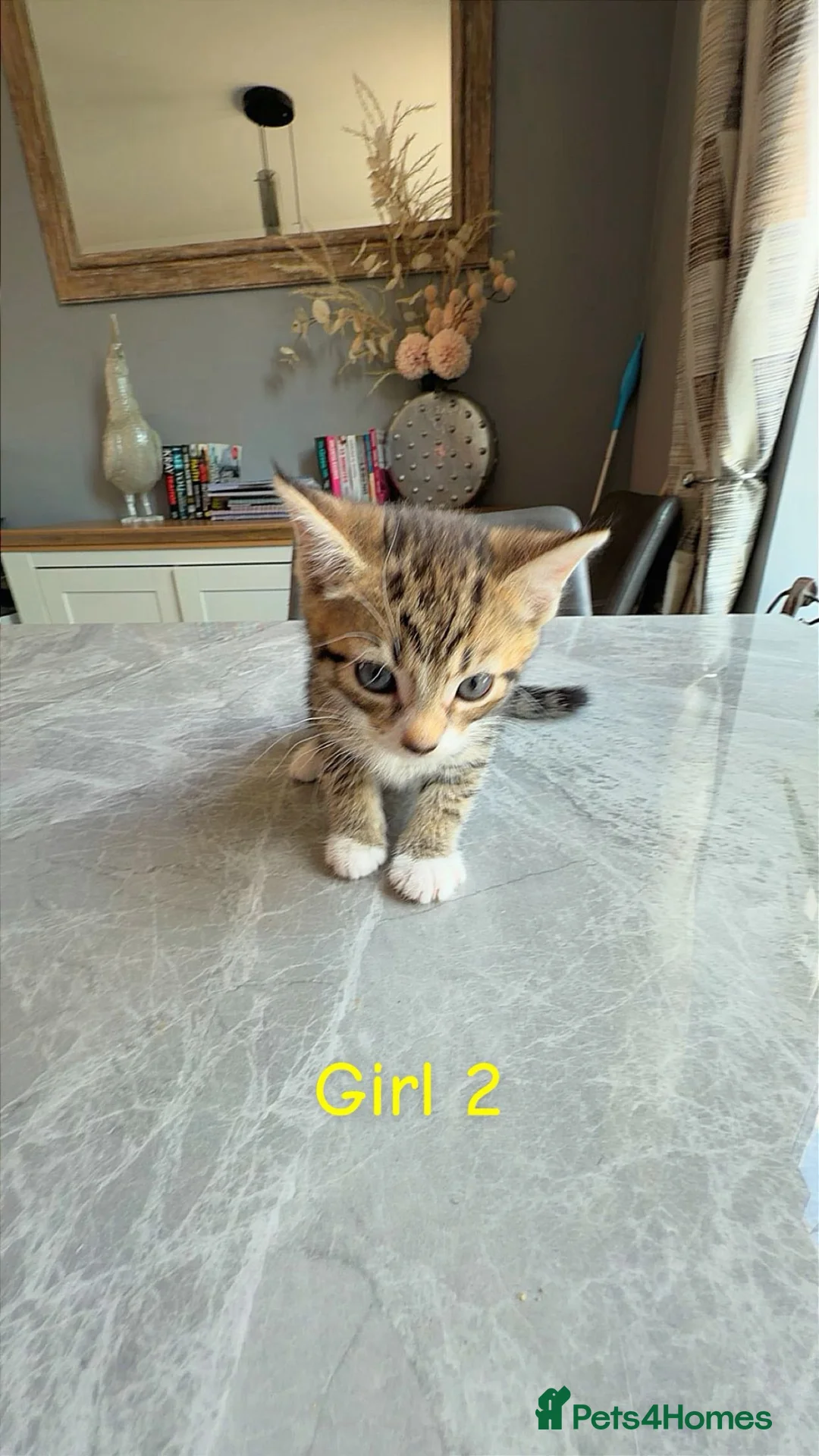 Mixed Breed cats for sale: Kittens for sale mixed litter - Advert 1