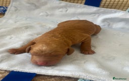 Cockapoo dogs for sale: Adorable F1B puppies born weekly pictures progress - Image 18