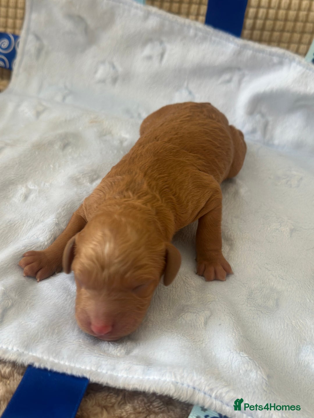 Cockapoo dogs for sale: Adorable F1B puppies born weekly pictures progress - Image 18