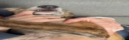 Lurcher dogs for sale: Scoobydoobie please read description  - Advert 17