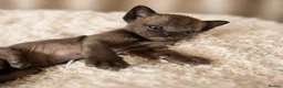 Burmese cats for sale: Outstanding Pedigree Registered Burmese Kittens  - Advert 7