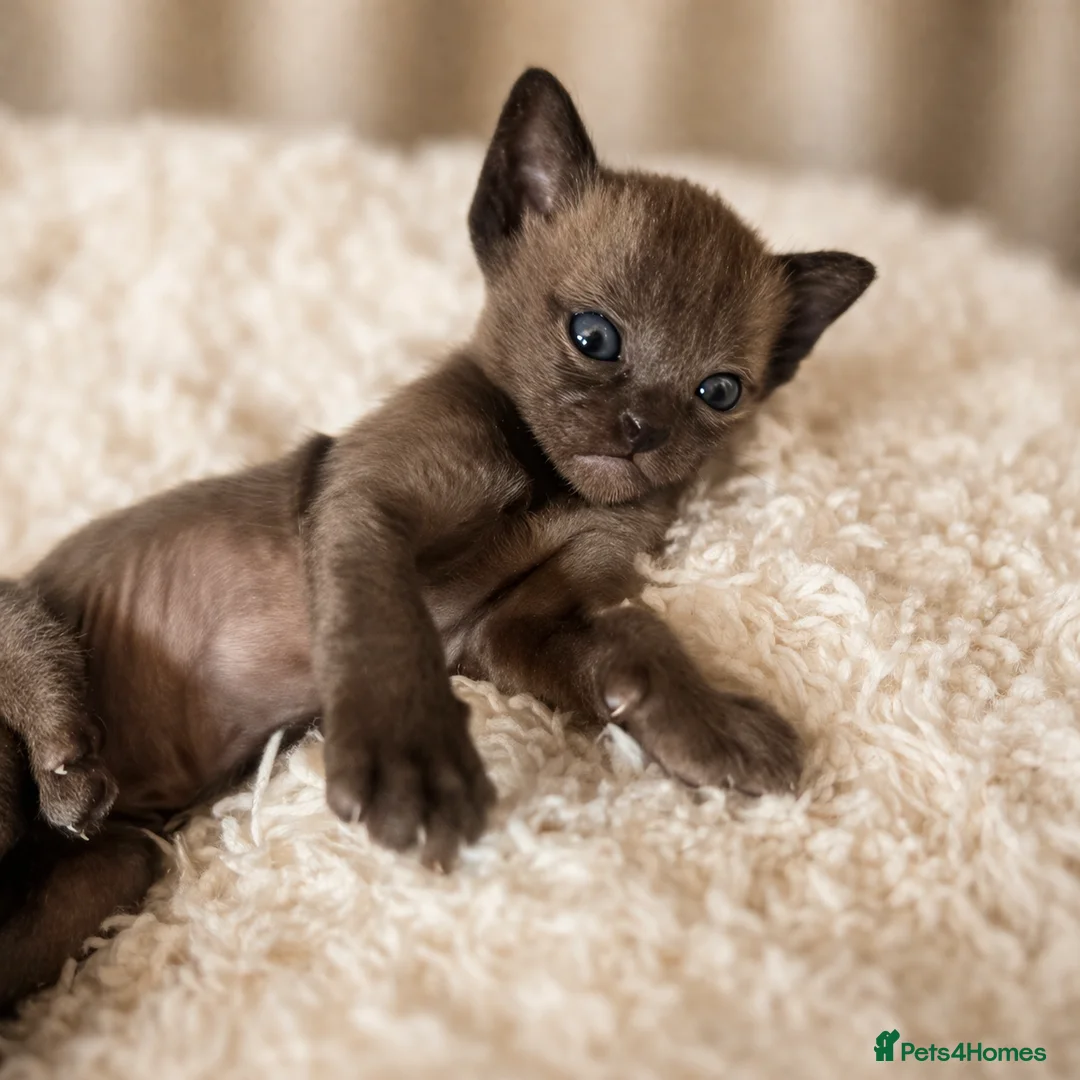 Burmese cats for sale: Outstanding Pedigree Registered Burmese Kittens  - Advert 7
