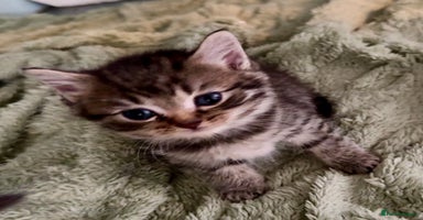 Mixed Breed cats - Advert 14