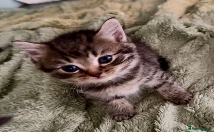 Mixed Breed cats - Advert 6
