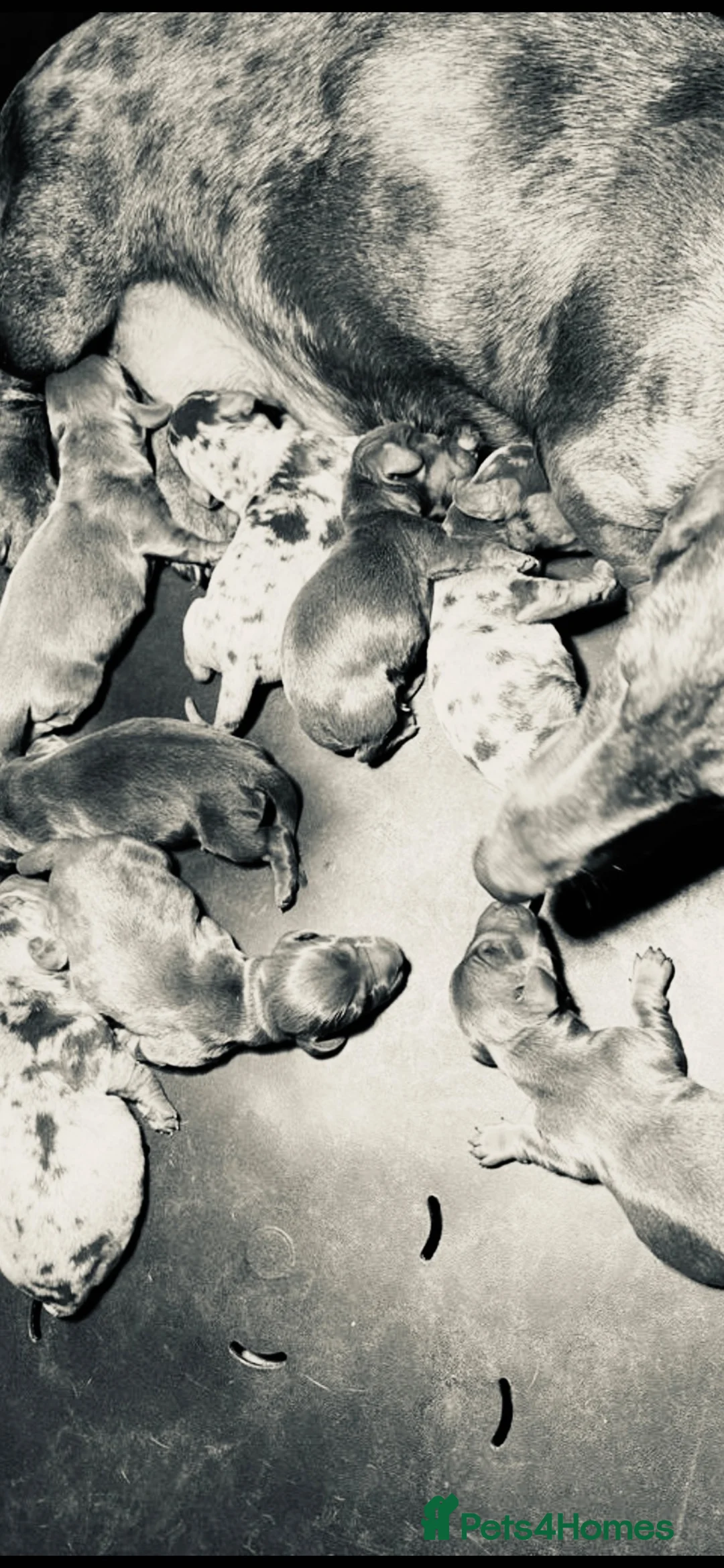 Dachshund dogs for sale: Miniature Dachshund Puppies  - Advert 9