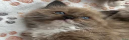 Ragdoll cats for sale: Mink & Sepia Cherubim Ragdolls TICA Pedigree  - Advert 13