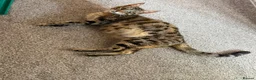 Bengal cats for sale: Bengal X Maine Coon Kittens - Advert 28
