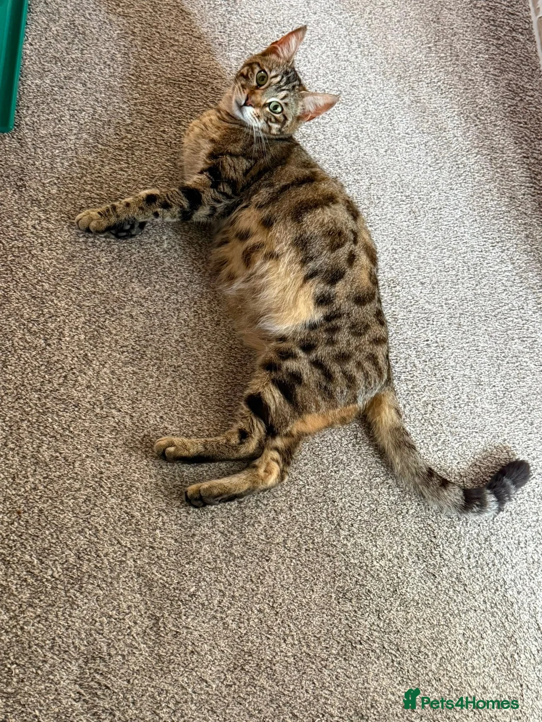 Bengal cats for sale: Bengal X Maine Coon Kittens - Advert 28