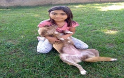 Mixed Breed dogs for adoption: Miriam, 14 months approx. Available for adoption. - Image 2