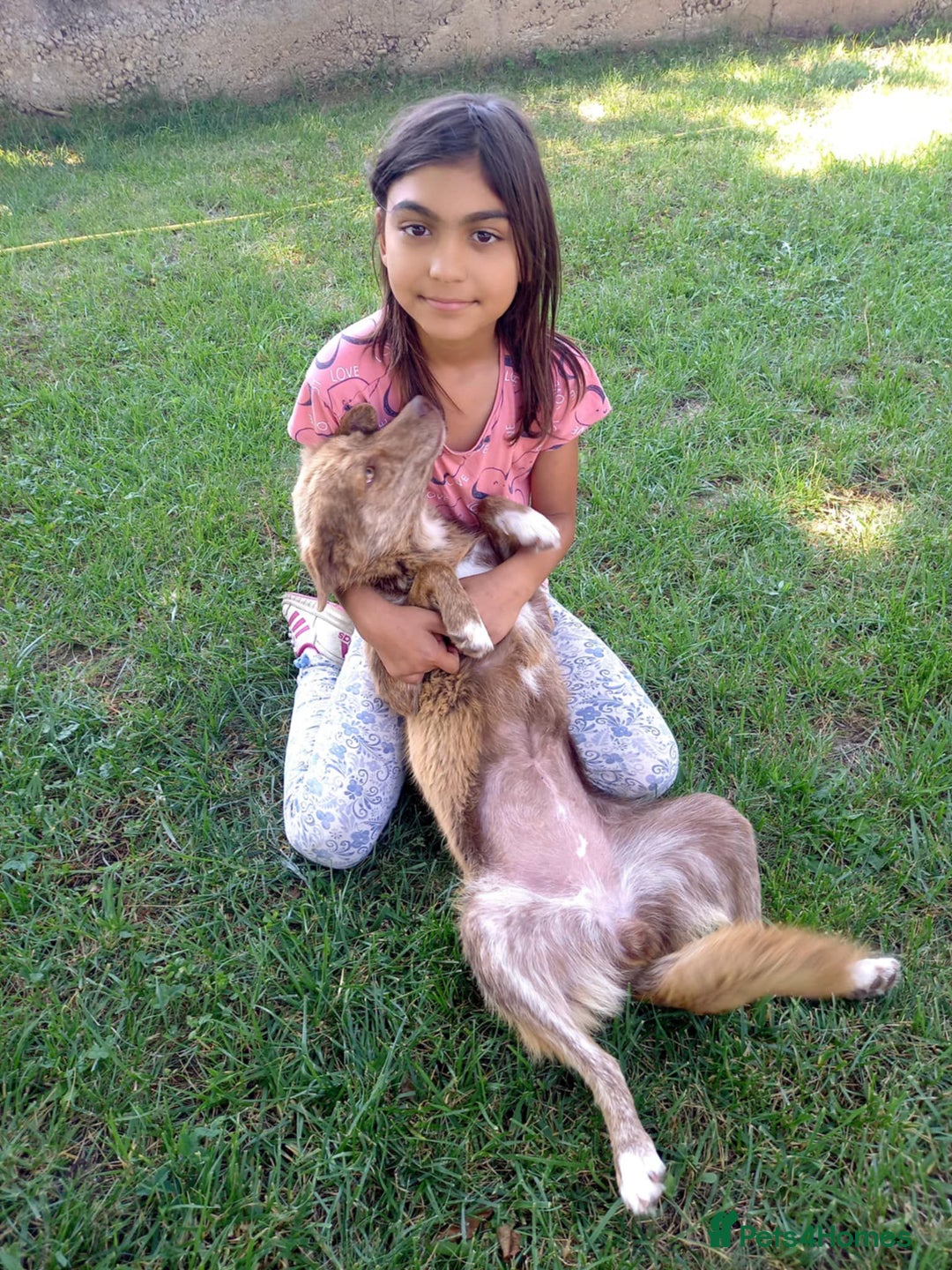 Mixed Breed dogs for adoption: Miriam, 14 months approx. Available for adoption. - Image 2