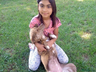 Mixed Breed dogs Miriam, 14 months approx. Available for adoption.. - Advert 1