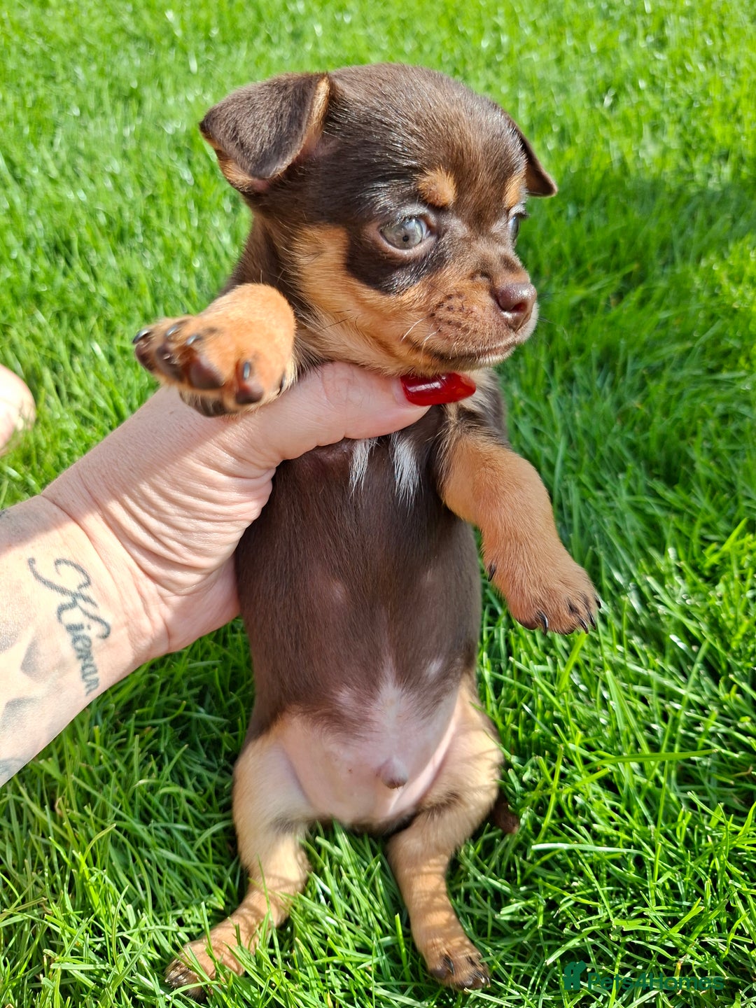 Chihuahua dogs for sale: 4 stunning chocolate and tan chihuahua puppys. - Image 15
