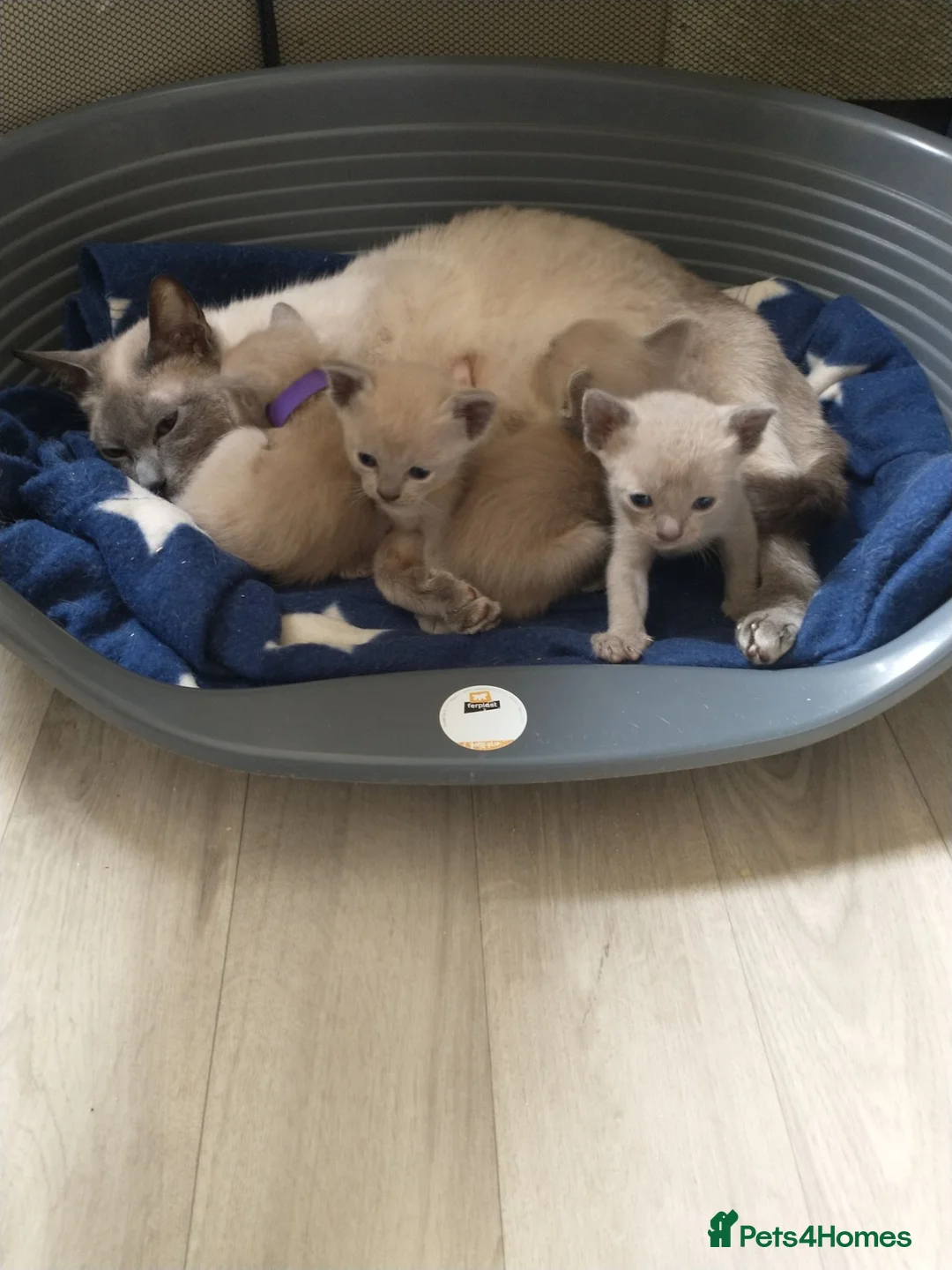 Mixed Breed cats for sale: Really cute Burmese x Siamese kittens  - Advert 2