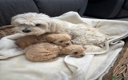 Maltipoo dogs for sale: F1 maltipoo puppies  - Image 15