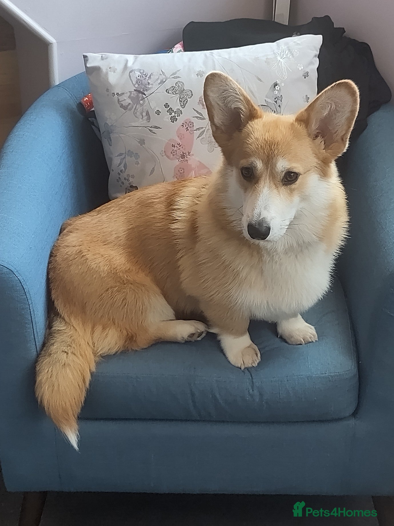 Welsh Corgi Pembroke dogs 3 Gorgeous KC Registered Pembroke Corgi Puppies - Advert 2