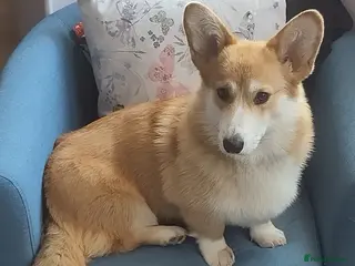 Welsh Corgi Pembroke dogs 3 Gorgeous KC Registered Pembroke Corgi Puppies - Advert 2