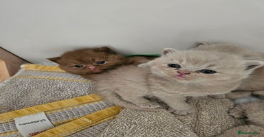 British Shorthair cats - Advert 1