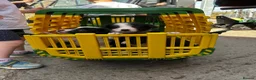 Border Collie dogs for sale: BORDER COLLIE PUPS in Glossop - Advert 12