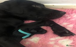 Labrador Retriever dogs for sale: Stunning Pure Labrador retriever puppies - Image 14