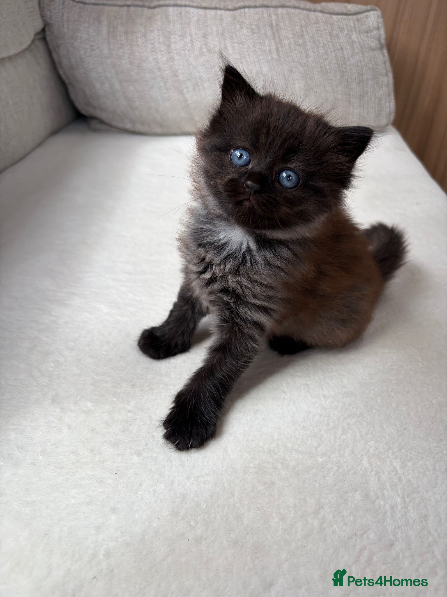 Mixed Breed cats 4 adorable kittens for sale  - Advert 2