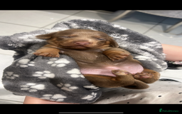 Miniature Dachshund dogs for sale: Miniature dachshunds  - Image 6