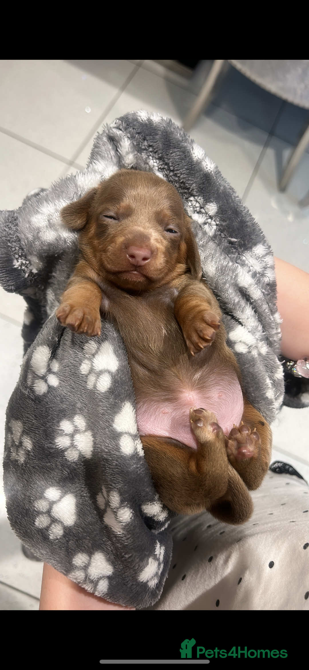 Miniature Dachshund dogs for sale: Miniature dachshunds  - Image 6