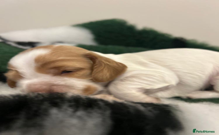 Cocker Spaniel dogs - Advert 3
