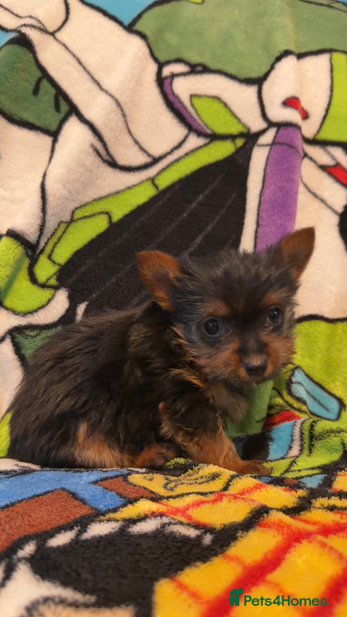 Yorkshire Terrier dogs for sale: yorkshire terrier puppies  in Leicester - Advert 8