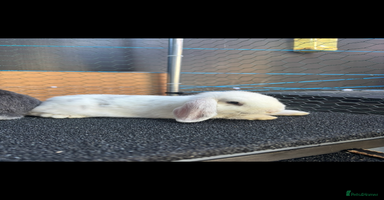 Mini Lop rabbits - Advert 9
