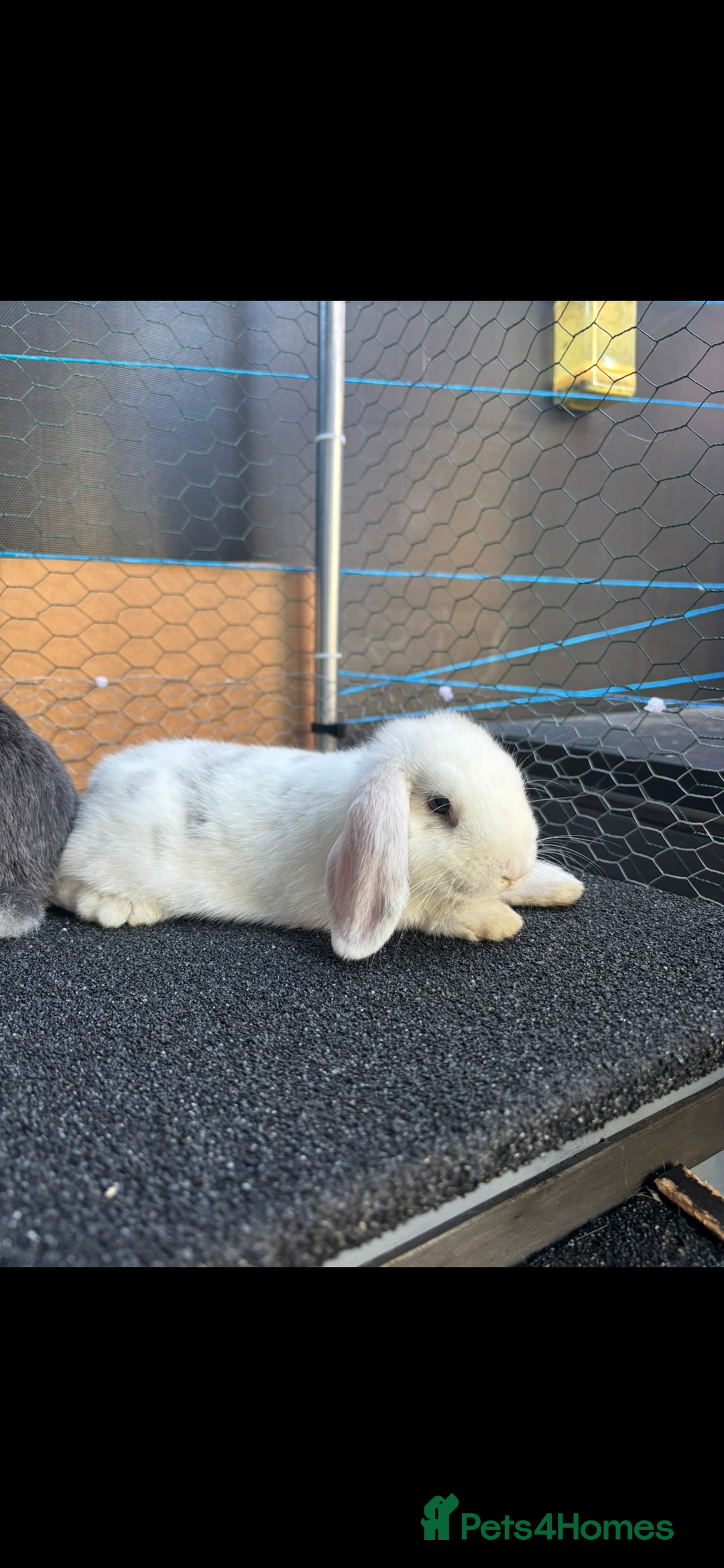 Mini Lop rabbits for sale: *READY NOW* Beautiful Lop eared Rabbits - Image 8