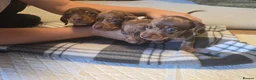 Miniature Dachshund dogs for sale: Miniature Dachshunds - Advert 9