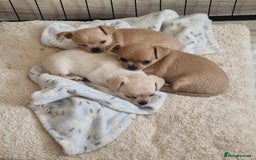 Chihuahua dogs for sale: Short-Haired Applehead Chihuahuas - Image 3