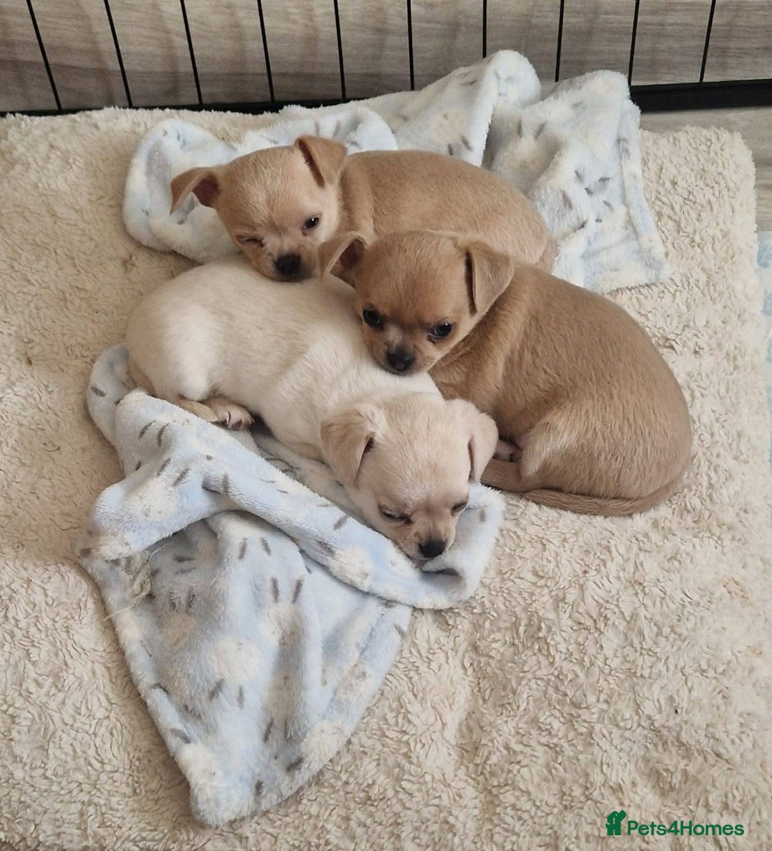 Chihuahua dogs for sale: Short-Haired Applehead Chihuahuas - Image 3