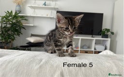 Mixed Breed cats for sale: 2 tabby kittens for sale female and male £150 each - Image 10