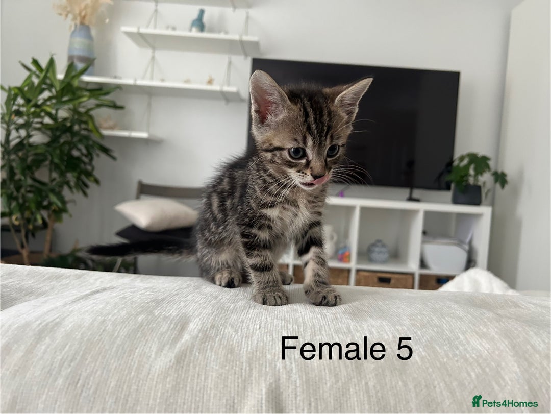 Mixed Breed cats for sale: 2 tabby kittens for sale female and male £150 each - Image 10