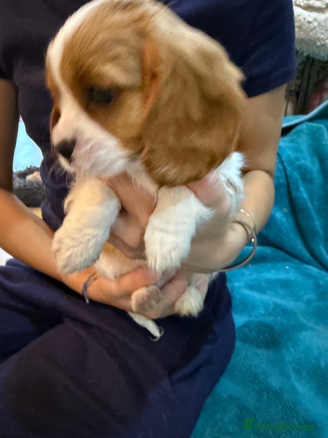Cavalier King Charles Spaniel dogs for sale: KC reg Cavalier King Charles Spaniels  - Image 12