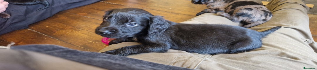 Cocker Spaniel Puppy 7