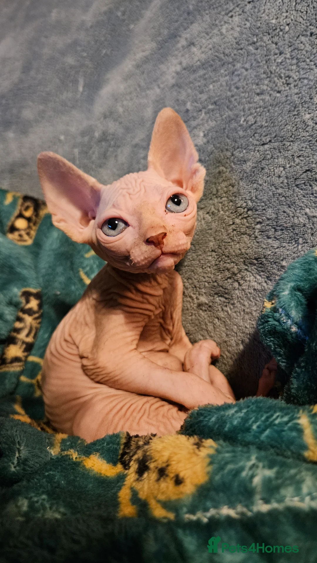 Sphynx cats for sale: Sphynx kittens for sale - Advert 5