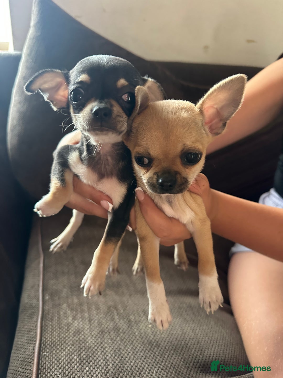 Chihuahua dogs for sale: Chihuahua pups - Image 3