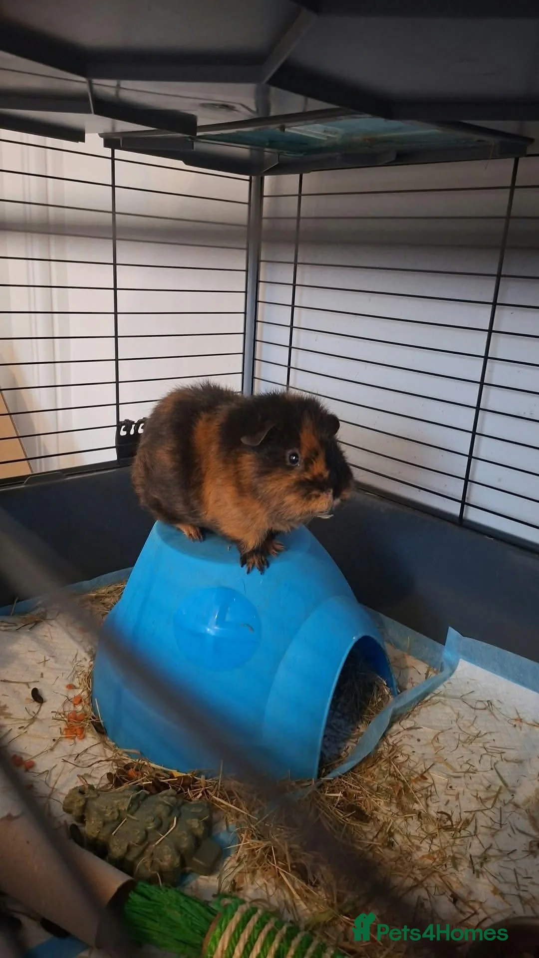 Guinea Pig rodents for sale: Male gunia pig need gone asap   - Advert 1