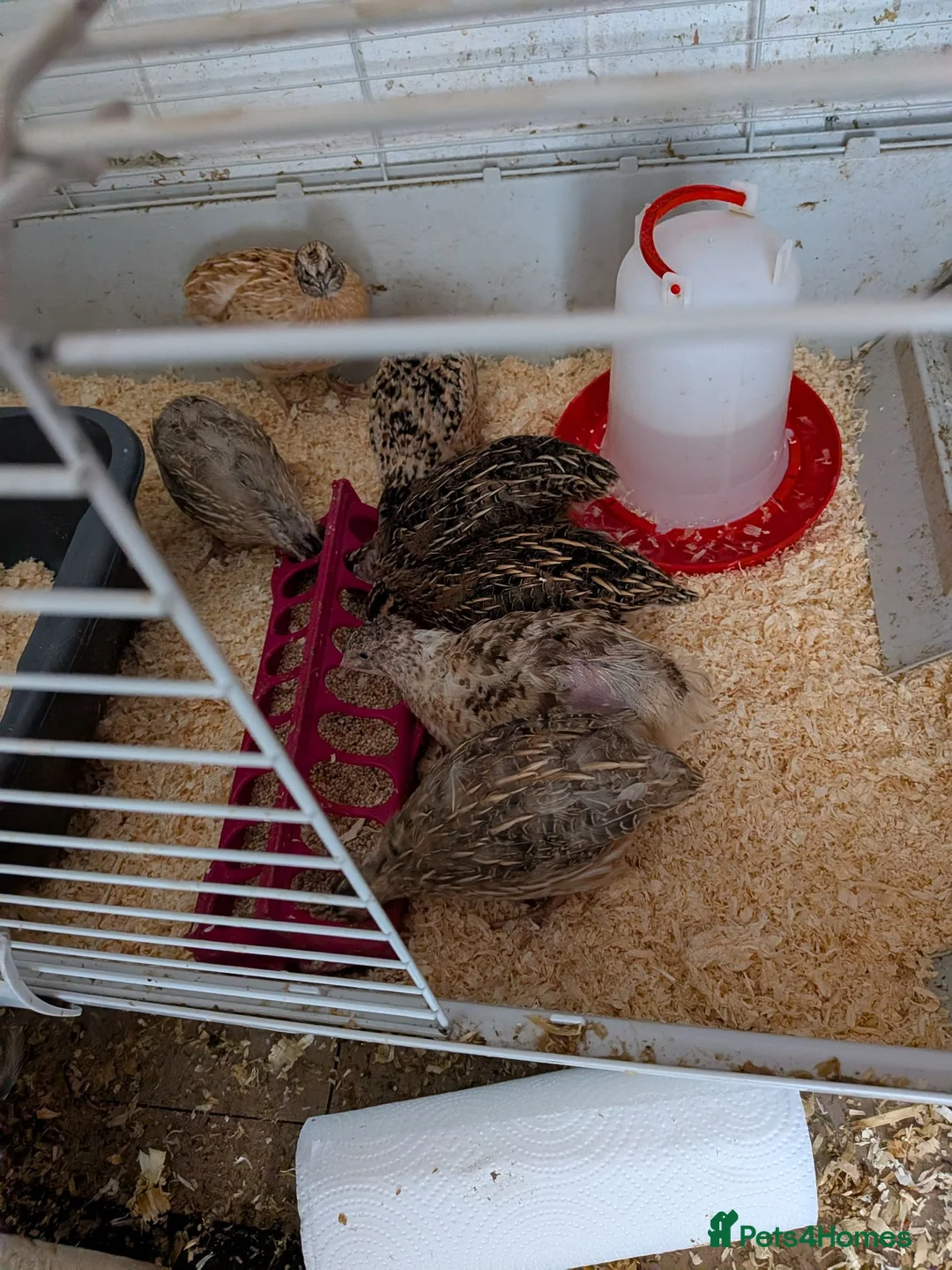 Quail poultry for sale: Quail for sale  in Durham - Advert 2